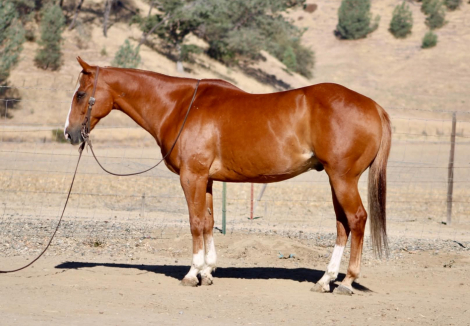 HorseID: 2304347 CADILLAC CHROME - PhotoID: 1101113