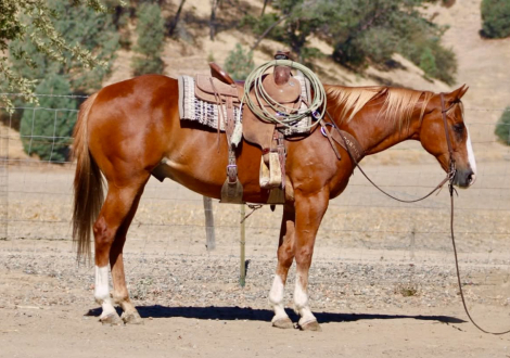 HorseID: 2304347 CADILLAC CHROME - PhotoID: 1101114