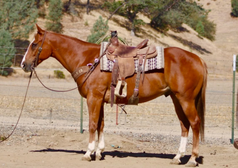 HorseID: 2304347 CADILLAC CHROME - PhotoID: 1101115