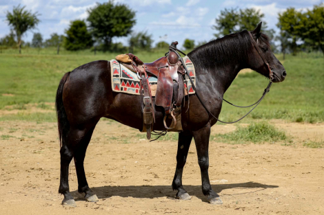 HorseID: 2304389 CARDI - PhotoID: 1101097