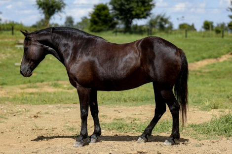 HorseID: 2304389 CARDI - PhotoID: 1101098