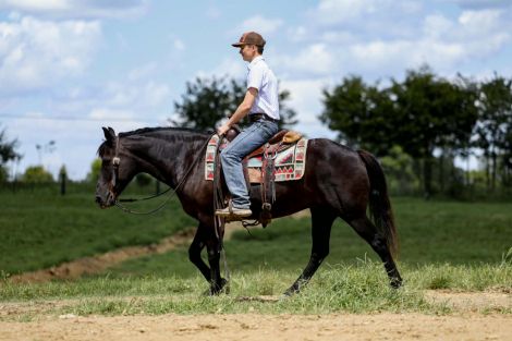HorseID: 2304389 CARDI - PhotoID: 1101099
