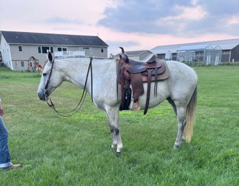 HorseID: 2304709 GBH BLUE SKY DRIFTER - PhotoID: 1098964