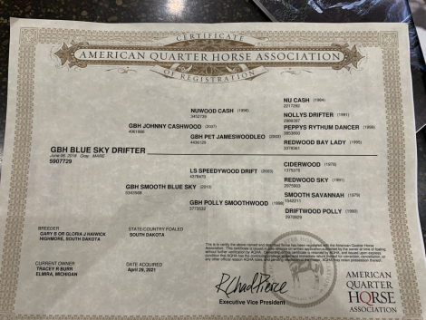 HorseID: 2304709 GBH BLUE SKY DRIFTER - PhotoID: 1098966