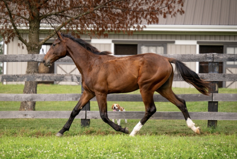 HorseID: 2304993 Shenandoah ADF - PhotoID: 1105351