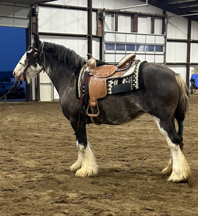HorseID: 2305023 Feathered Gold Denali - PhotoID: 1088215
