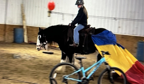 HorseID: 2305023 Feathered Gold Denali - PhotoID: 1088218