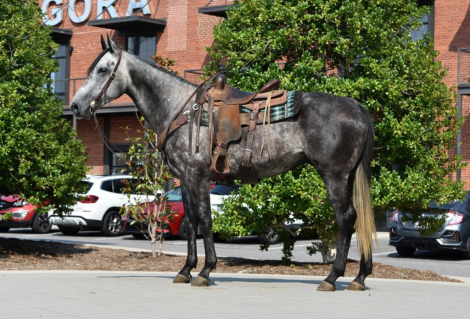 HorseID: 2305038 RJ - PhotoID: 1098398