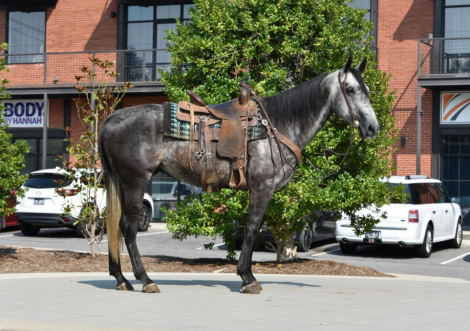 HorseID: 2305038 RJ - PhotoID: 1098399