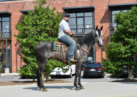 HorseID: 2305038 RJ - PhotoID: 1098400