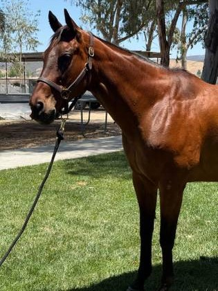 HorseID: 2305051 Wife Approved - PhotoID: 1103432