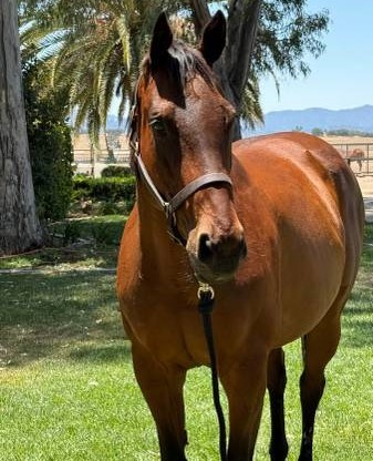 HorseID: 2305051 Wife Approved - PhotoID: 1103433