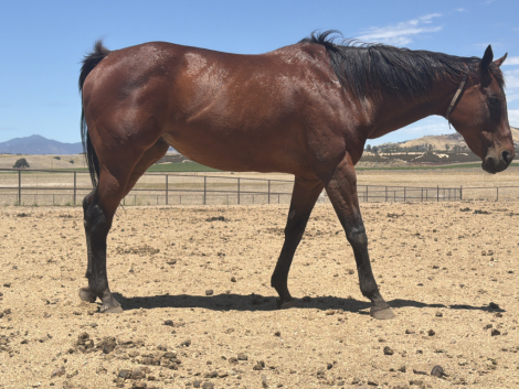 HorseID: 2305051 Wife Approved - PhotoID: 1103434