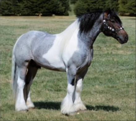 HorseID: 2305340 RTI Jumping Jack Flash - PhotoID: 1088671
