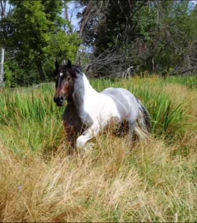 HorseID: 2305340 RTI Jumping Jack Flash - PhotoID: 1088672