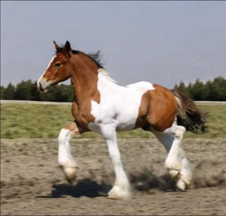 HorseID: 2305340 RTI Jumping Jack Flash - PhotoID: 1088673