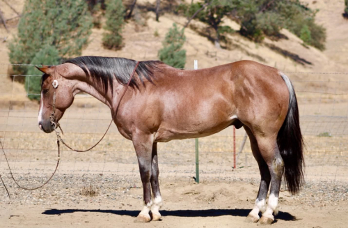 HorseID: 2305448 BOONDOCK - PhotoID: 1099036