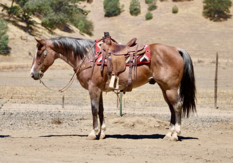 HorseID: 2305448 BOONDOCK - PhotoID: 1099037