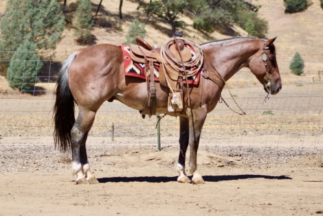 HorseID: 2305448 BOONDOCK - PhotoID: 1099038