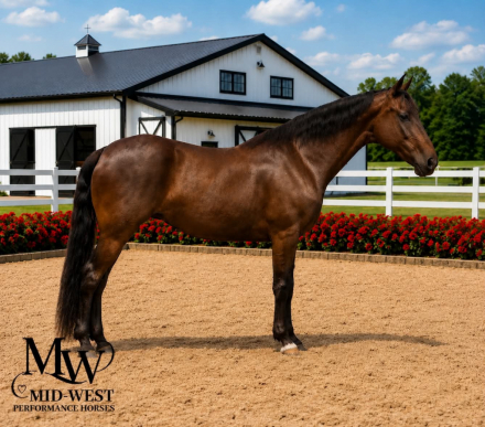 HorseID: 2305454 LUCY - PhotoID: 1101093