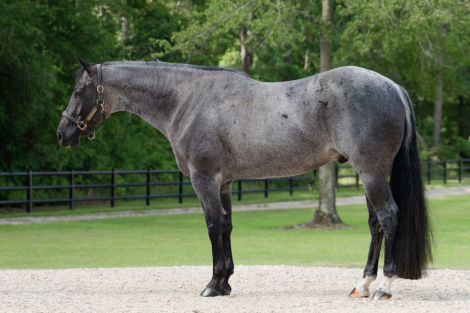 HorseID: 2305572 Sonny Tango - PhotoID: 1089052