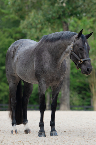HorseID: 2305572 Sonny Tango - PhotoID: 1089053