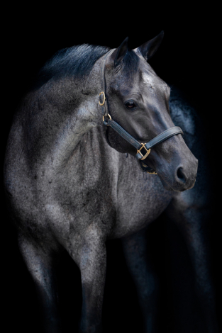 HorseID: 2305572 Sonny Tango - PhotoID: 1089054