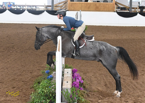 HorseID: 2305572 Sonny Tango - PhotoID: 1089055