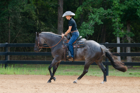 HorseID: 2305572 Sonny Tango - PhotoID: 1089056