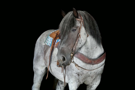 HorseID: 2305574 Big Easy - PhotoID: 1089058
