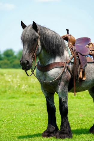 HorseID: 2305574 Big Easy - PhotoID: 1097175