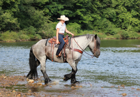 HorseID: 2305574 Big Easy - PhotoID: 1097176