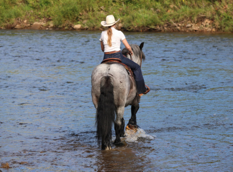 HorseID: 2305574 Big Easy - PhotoID: 1097177