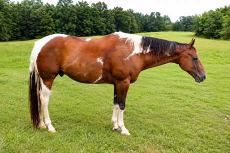 HorseID: 2305741 INVITE SLICK RICK - PhotoID: 1099859