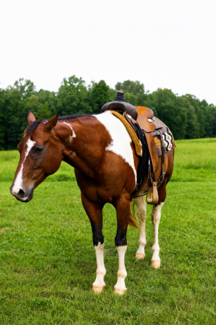 HorseID: 2305741 INVITE SLICK RICK - PhotoID: 1099860