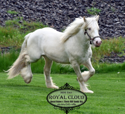 HorseID: 2306032 Royal Cloud - PhotoID: 1103638