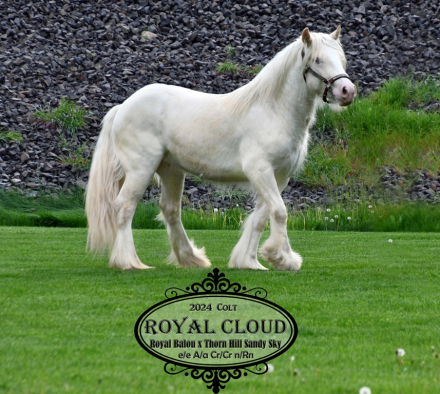 HorseID: 2306032 Royal Cloud - PhotoID: 1103639
