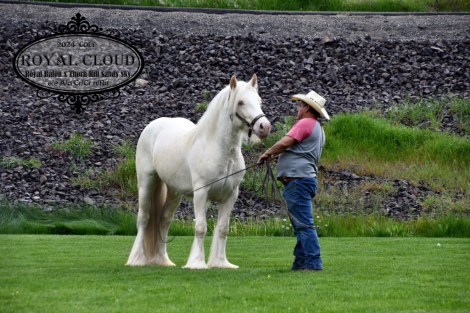 HorseID: 2306032 Royal Cloud - PhotoID: 1103640