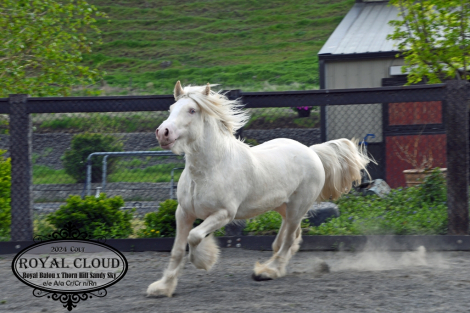HorseID: 2306032 Royal Cloud - PhotoID: 1103641