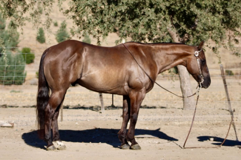 HorseID: 2306085 ALIBI - PhotoID: 1098383