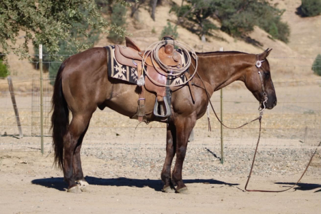 HorseID: 2306085 ALIBI - PhotoID: 1098385