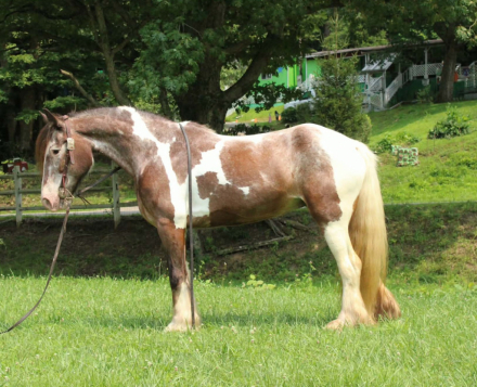 HorseID: 2306386 SKITTLES - PhotoID: 1098968