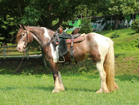 HorseID: 2306386 SKITTLES - PhotoID: 1098969