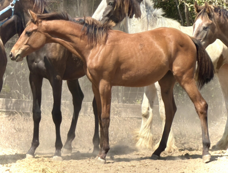 HorseID: 2306429 Really Big Dill - PhotoID: 1090145