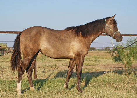 HorseID: 2306569 Shez Mightty Fine - PhotoID: 1104345