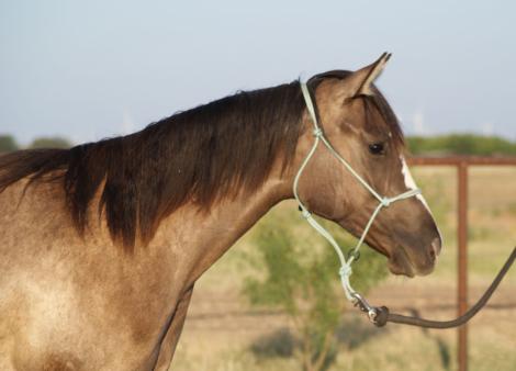 HorseID: 2306569 Shez Mightty Fine - PhotoID: 1104346