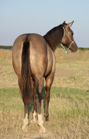 HorseID: 2306569 Shez Mightty Fine - PhotoID: 1104347