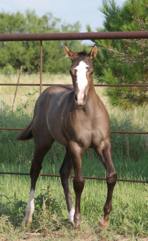 HorseID: 2306569 Shez Mightty Fine - PhotoID: 1104348