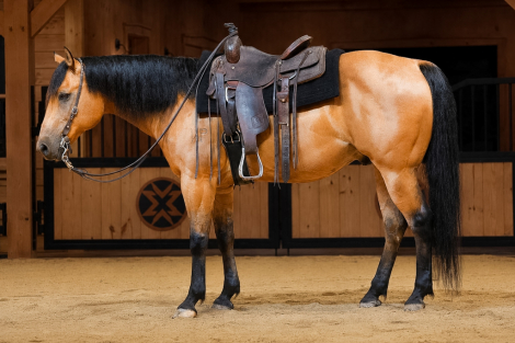 HorseID: 2306693 CONCHO - PhotoID: 1102482