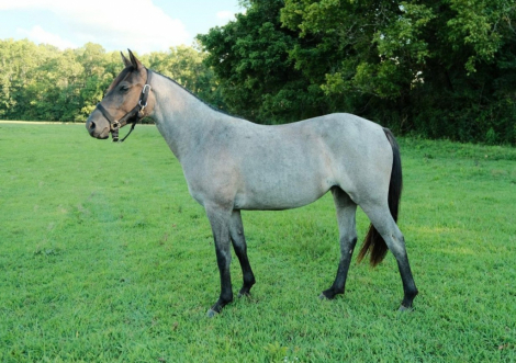 HorseID: 2306932 DELTA - PhotoID: 1090730